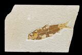 Fossil Fish (Knightia) - Wyoming #159562-1